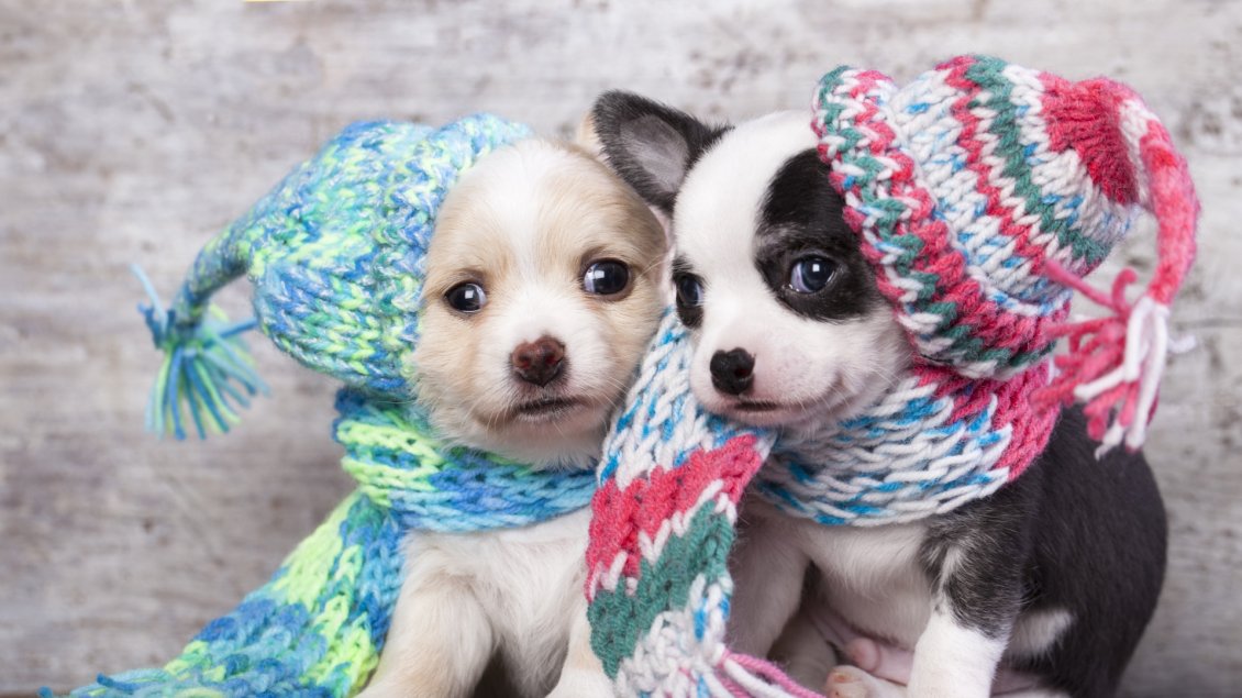 Download Wallpaper Two cute puppies with hats and scarves