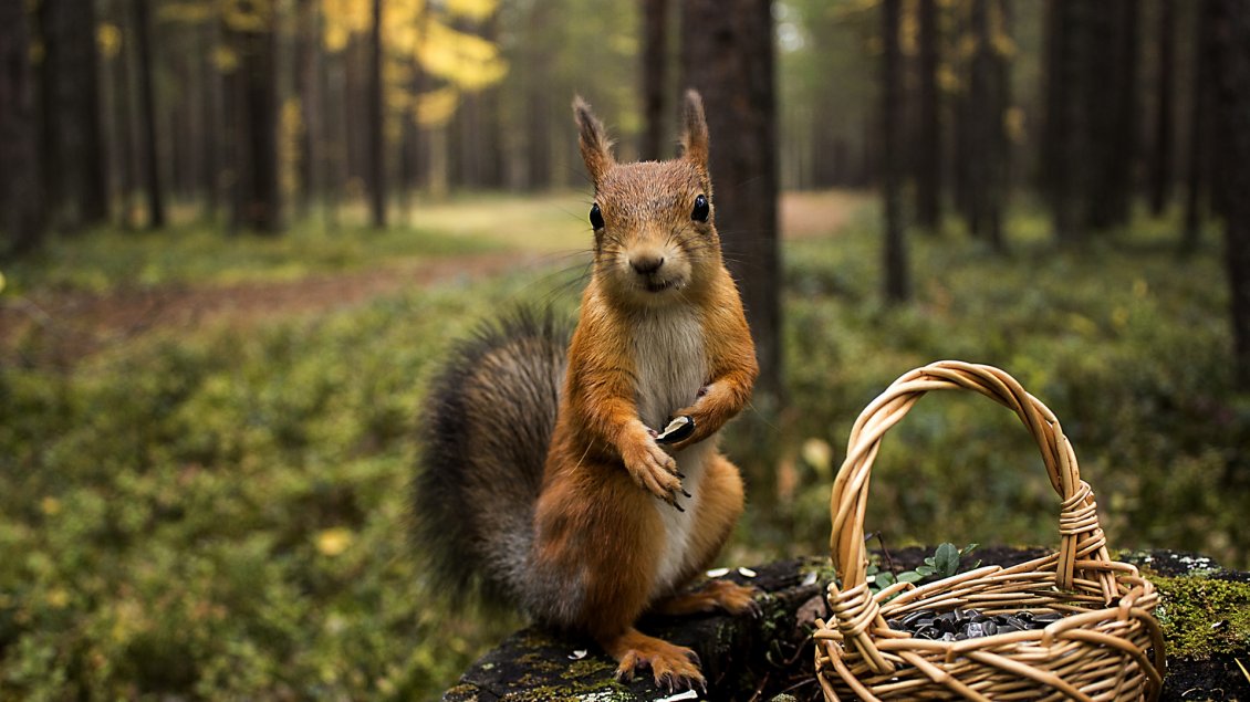 Download Wallpaper A squirrel with a basket in the forest