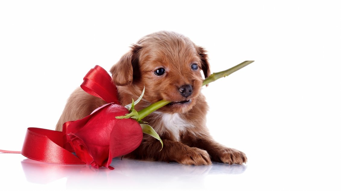Download Wallpaper Sweet puppy with a red rose in mouth