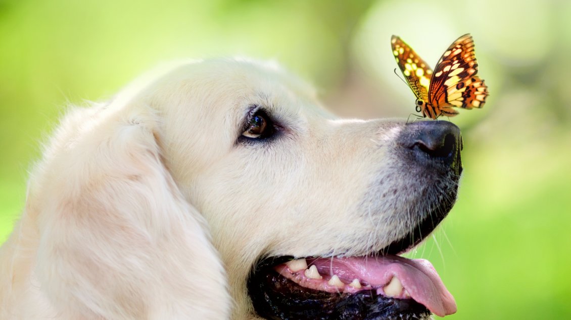 Download Wallpaper White dog with a butterfly on the snout