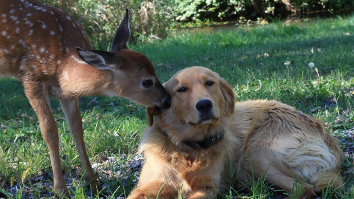 Download Wallpaper A dog and a deer - Love moment
