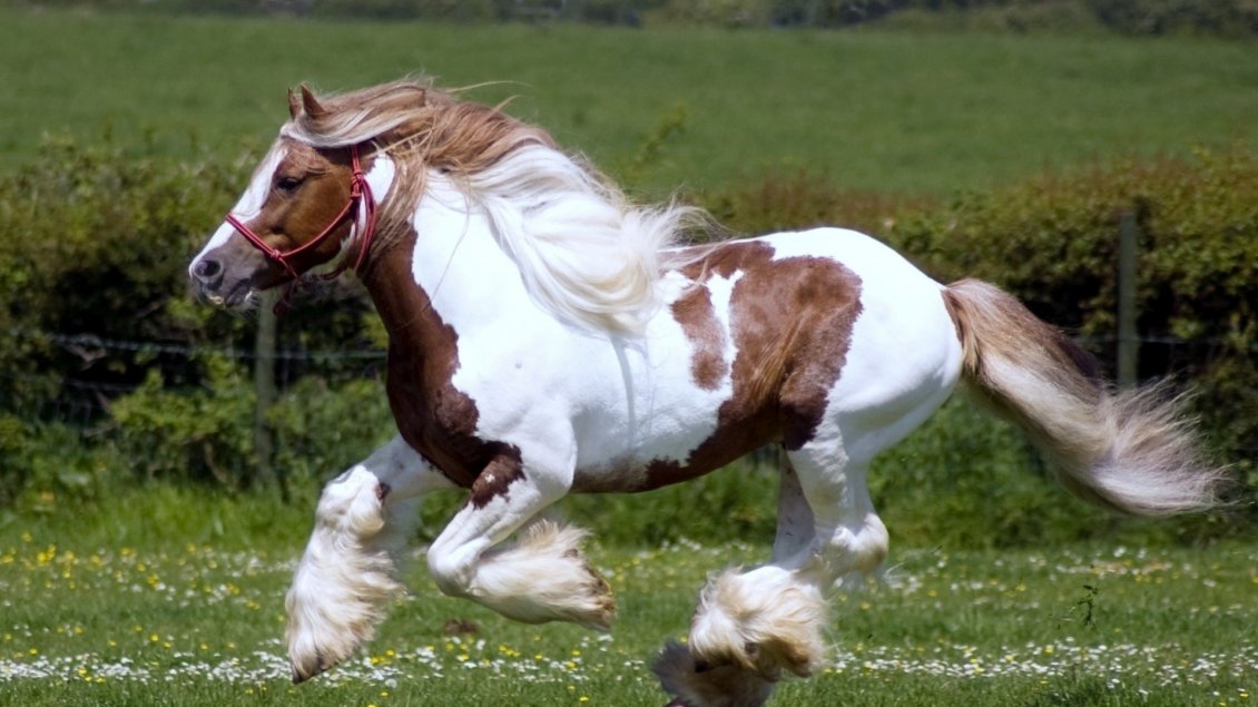 Download Wallpaper Beautiful white and brown horse running on the field