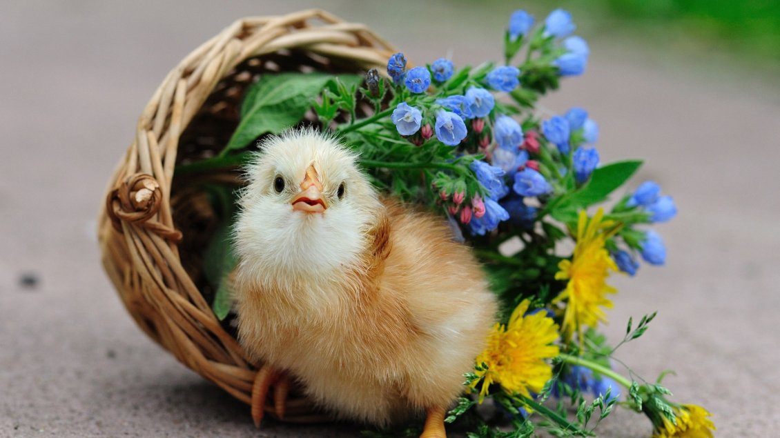 Download Wallpaper A cute chicken in a overturned basket with flowers