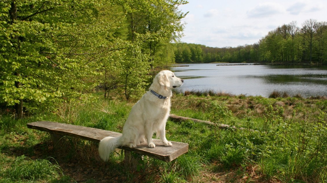 Download Wallpaper White dog sits on a bench near the river