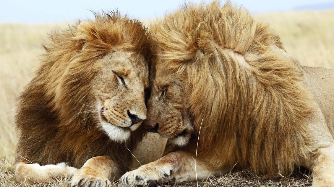 Download Wallpaper A lions couple in the grass - Love moment