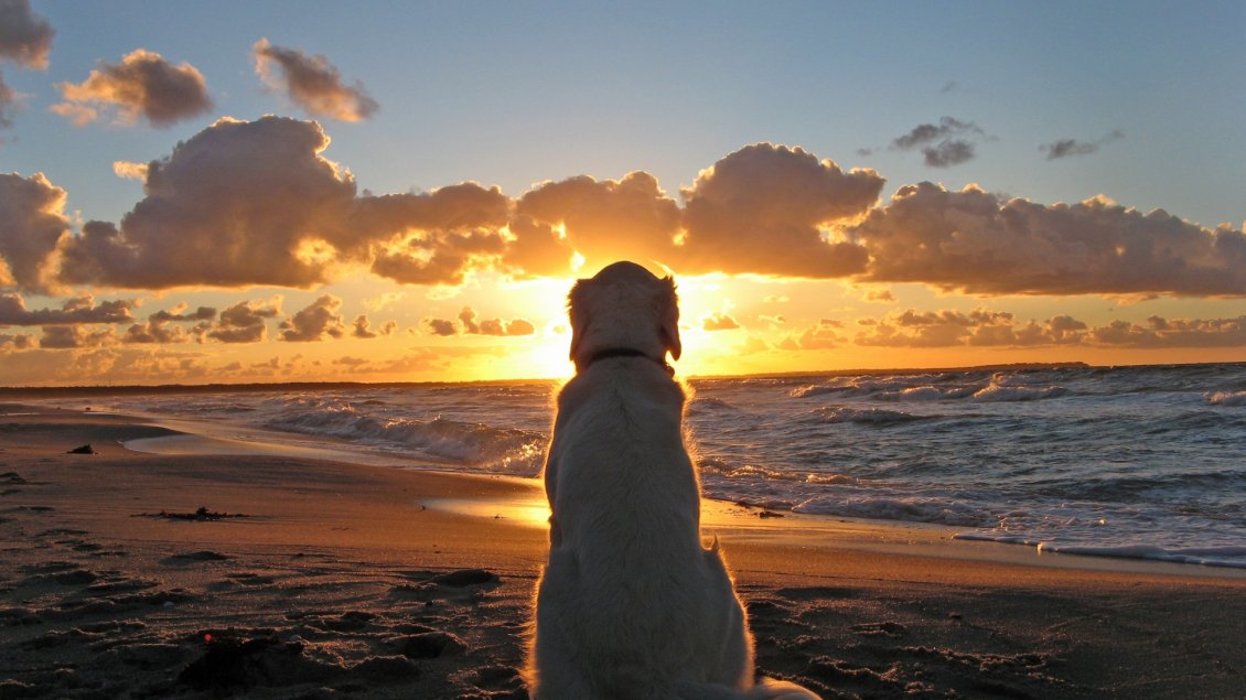 Download Wallpaper A old dog sits on the beach in the sunset