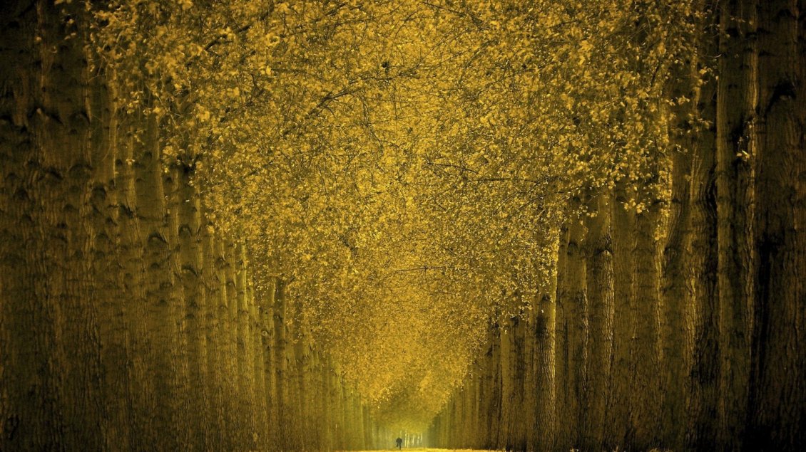 Download Wallpaper Way in the forest - Lined and yellowed trees