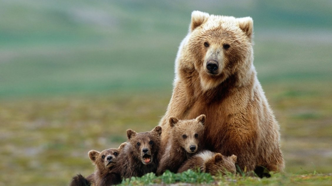 Download Wallpaper Brown bear mother with her cubs