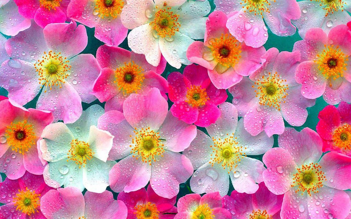 Download Wallpaper White and pink flowers with water drops