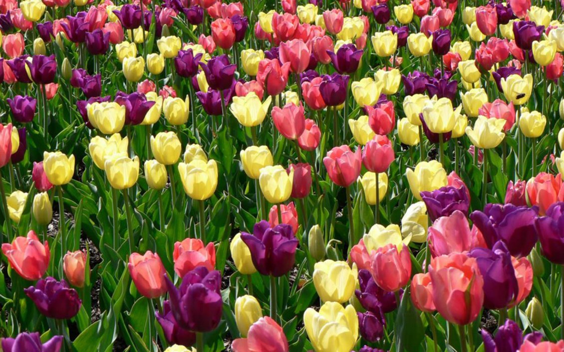 Download Wallpaper Beautiful tulips in the field - Spring flowers