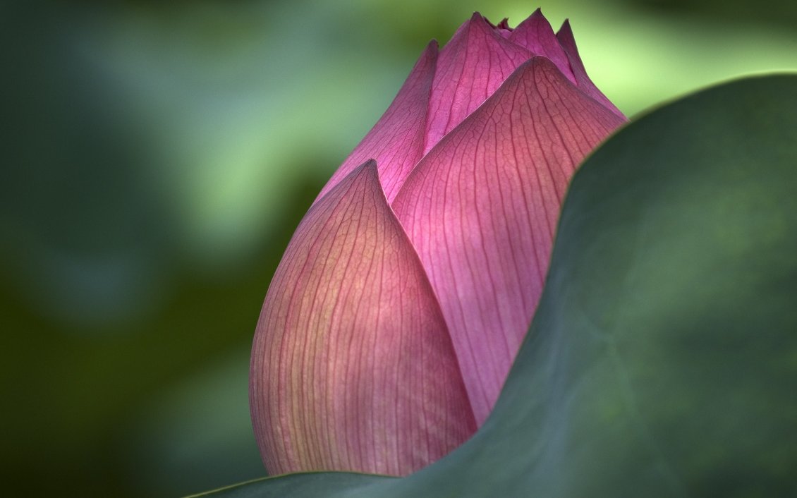 Download Wallpaper Pink lotus macro bud - Water flower