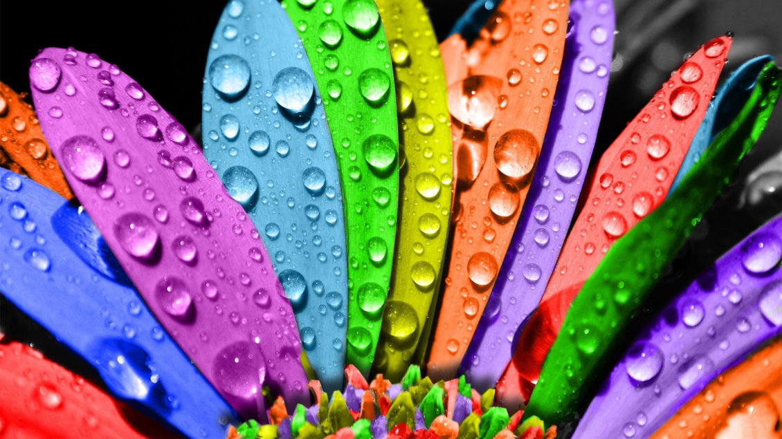 Download Wallpaper Colorful petals of flower with water drops