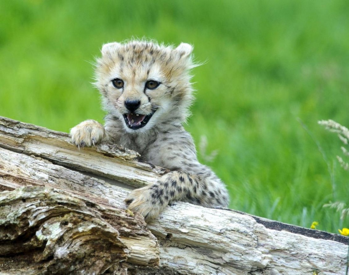 Download Wallpaper Leopard cub on the wood - Baby animal