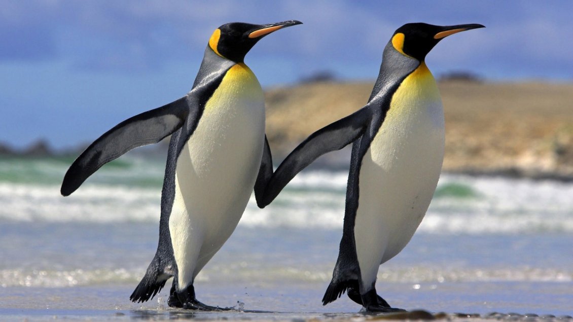 Download Wallpaper The penguin couple walks - Animal wallpaper