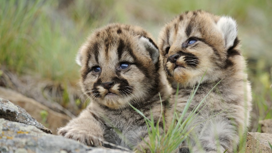 Download Wallpaper Two amazing baby animals - HD wallpaper