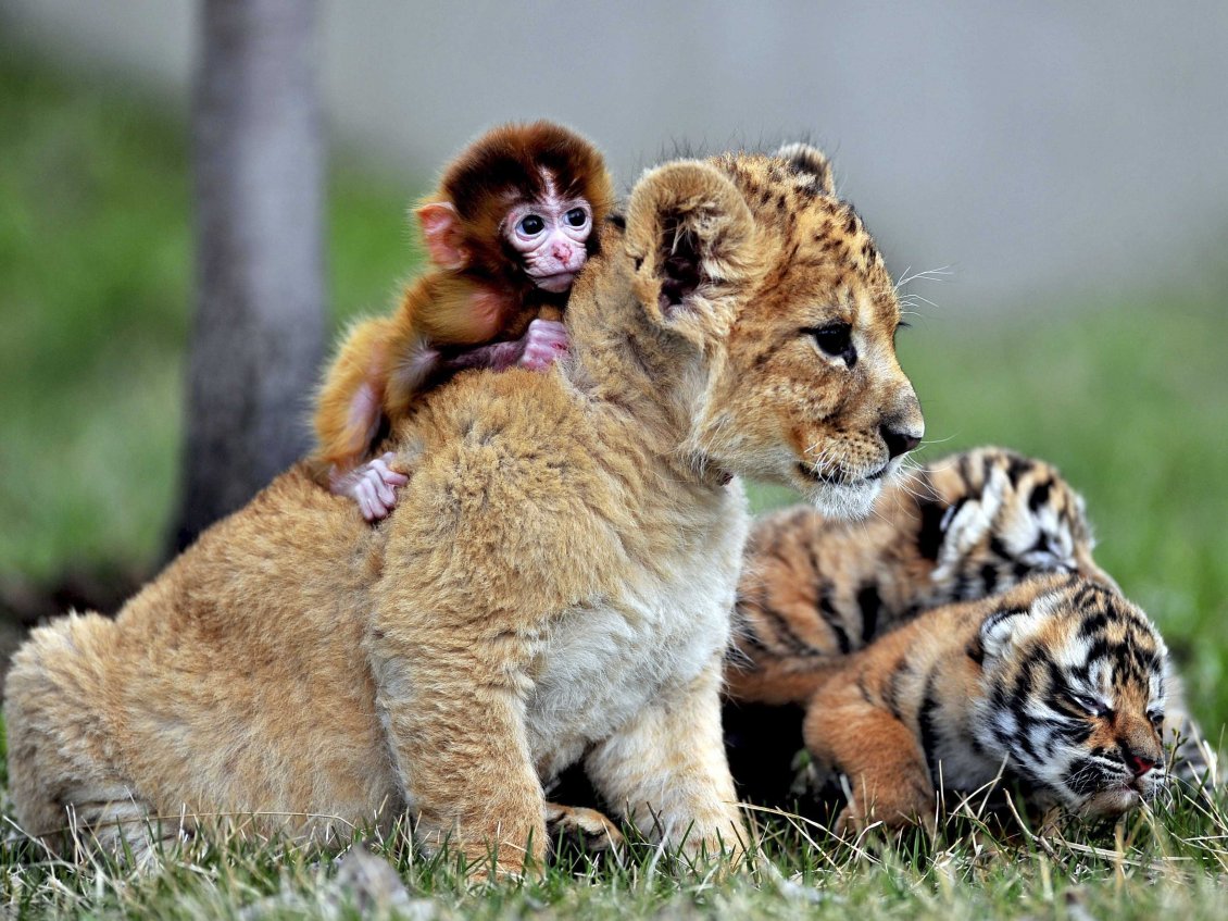 Download Wallpaper Leopard cub with a monkey on back