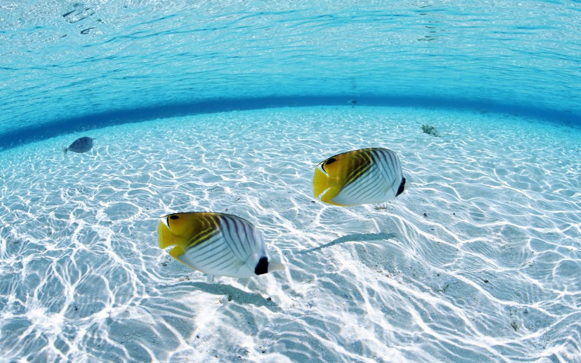 Download Wallpaper White and yellow fish on the seabed