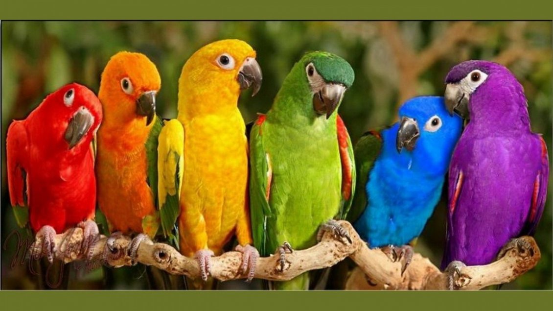 Download Wallpaper Six parrots in different colors on the branch