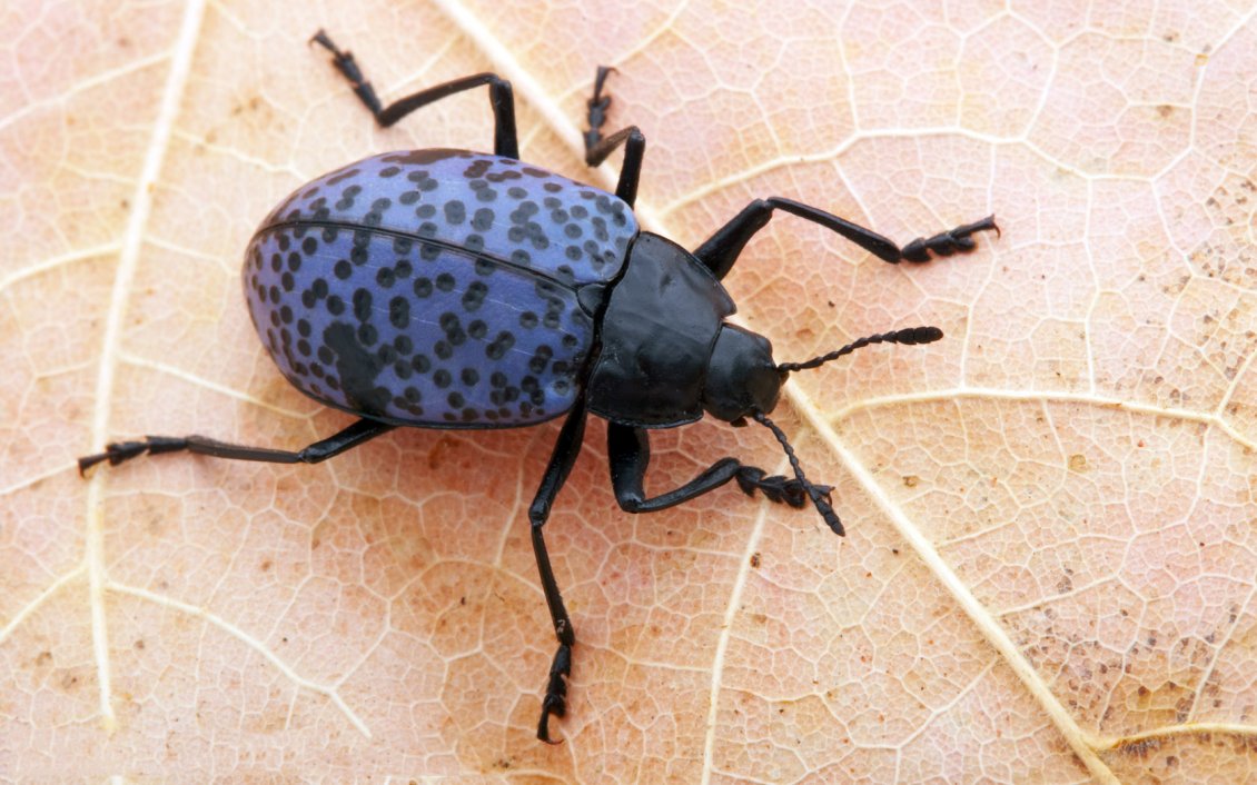 Download Wallpaper A black an blue insect on dry leaf