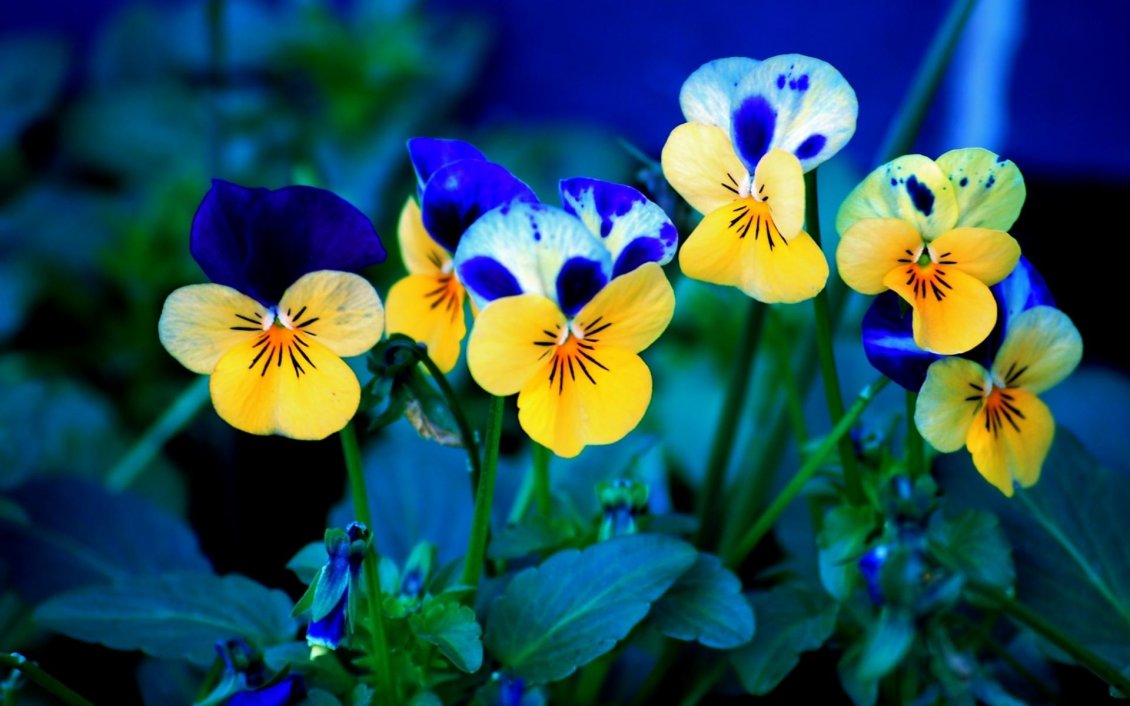 Download Wallpaper Beautiful blue and yellow pansies - Spring flowers