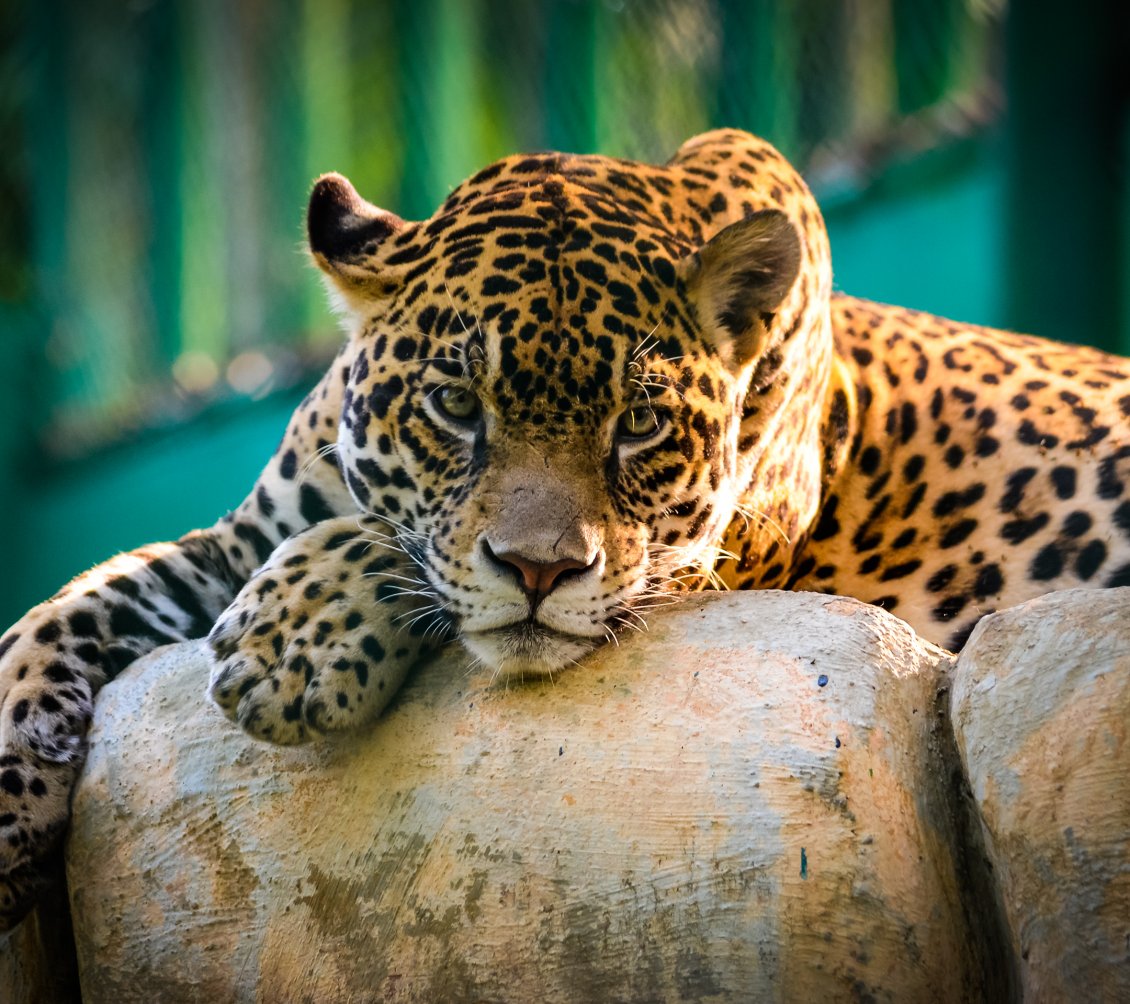 Download Wallpaper A beautiful Jaguar resting on the stones