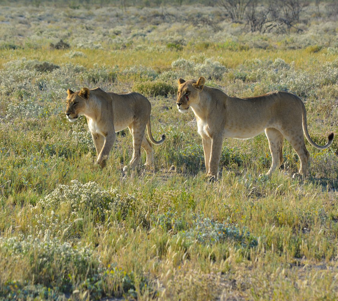 Download Wallpaper Two lionesses in the grass field - Wild animals