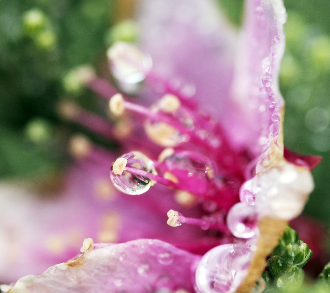 Download Wallpaper Pink flower with dew drops - Flower wallpaper