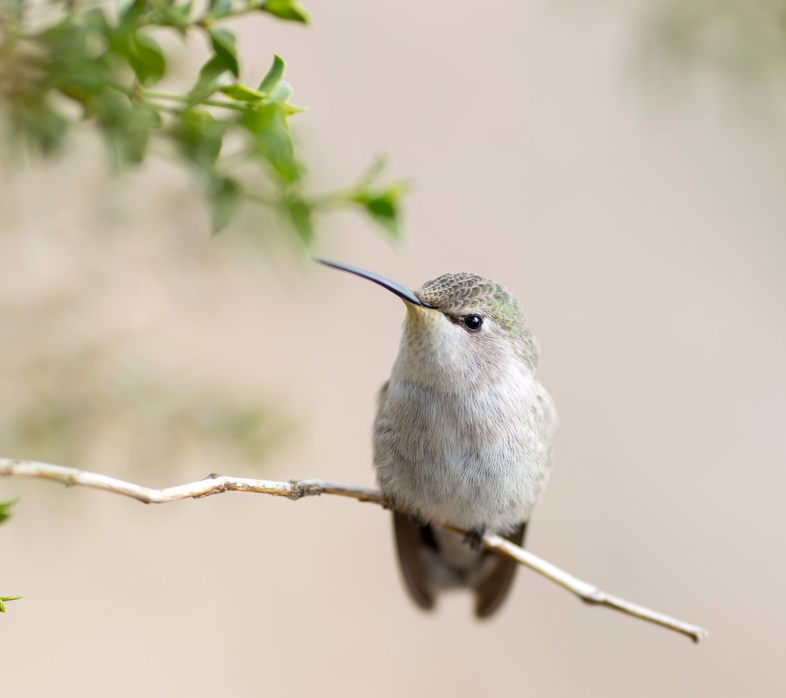 Download Wallpaper A sweet bird on the thin branch