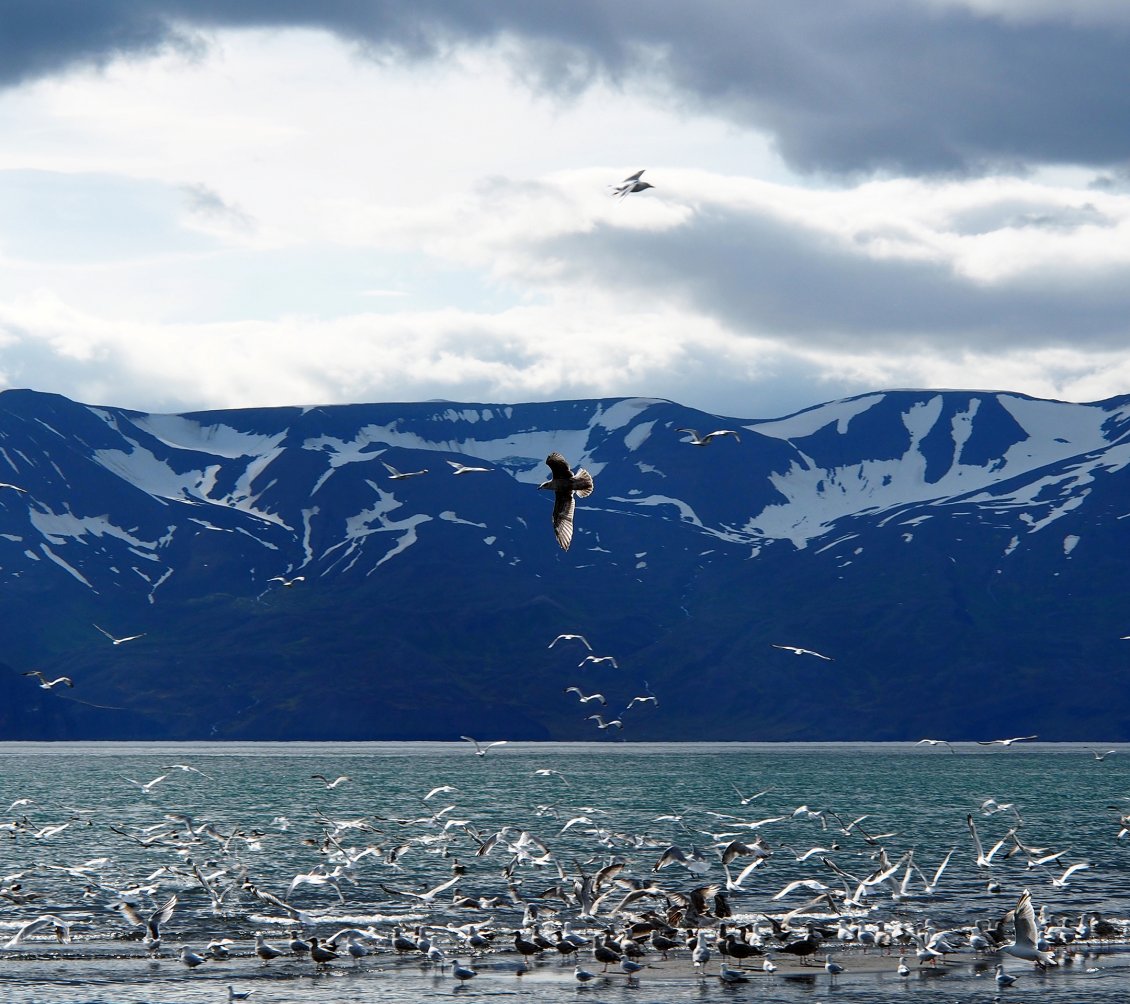 Download Wallpaper Many seagulls on the water - Iceland Landscape