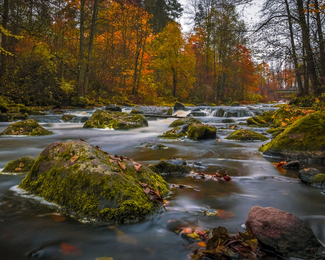 Download Wallpaper The river and colors of autumn in the forest