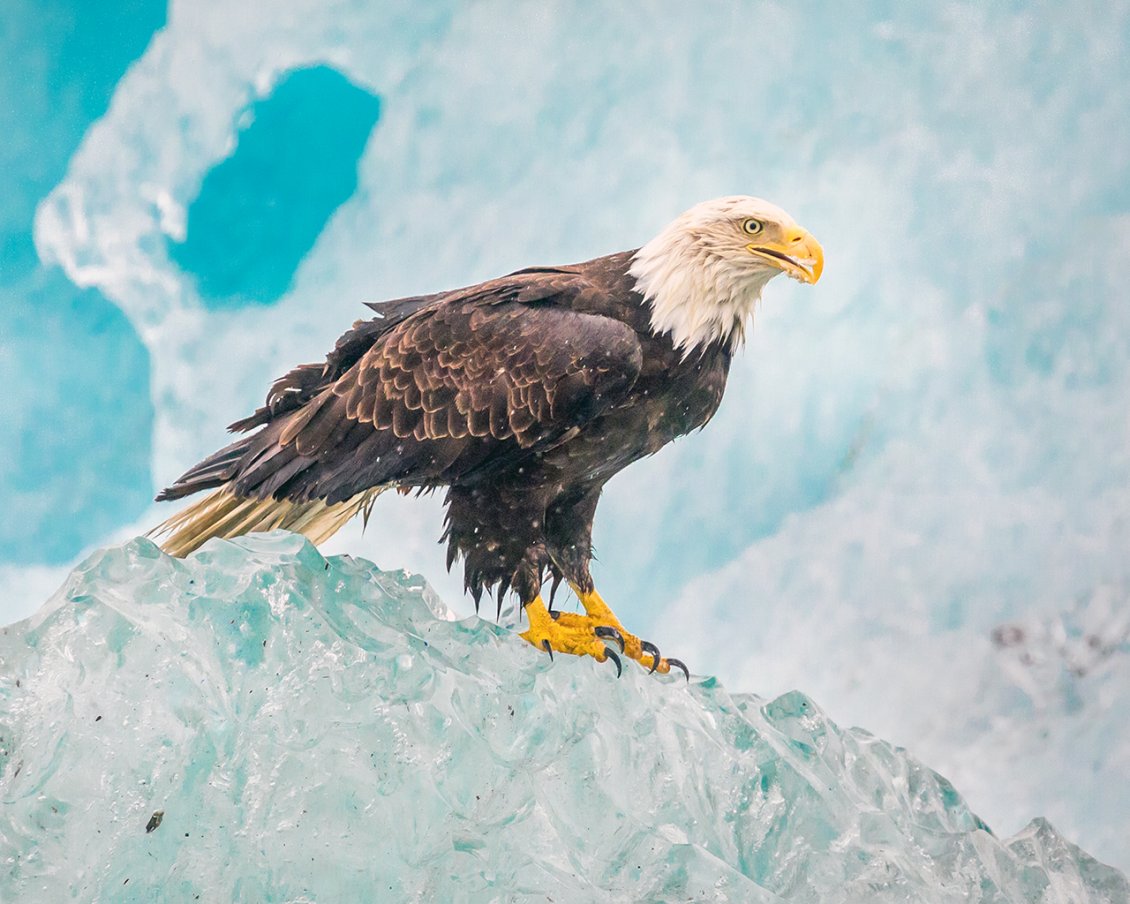 Download Wallpaper A beautiful eagle on the ice - Bird wallpaper