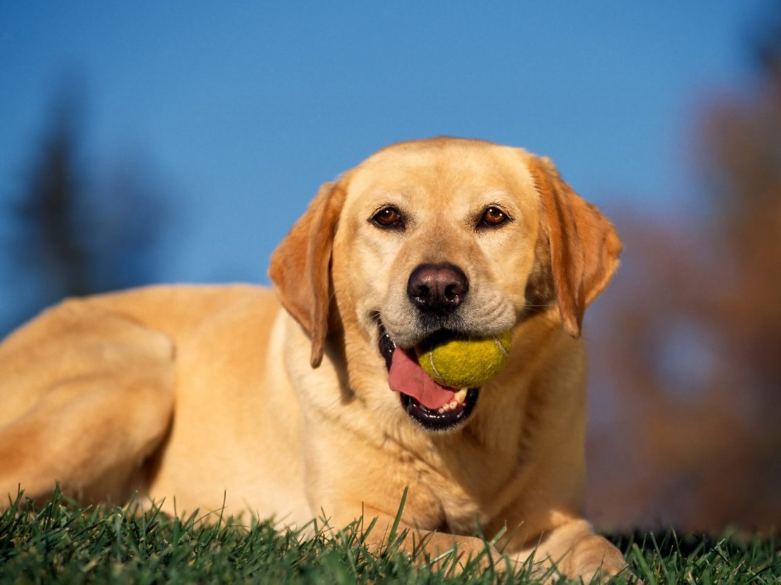 Download Wallpaper An yellow labrador with a tennis ball in mouth