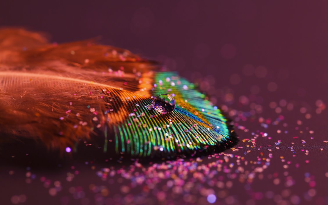 Download Wallpaper A drop of water on a colorful feather