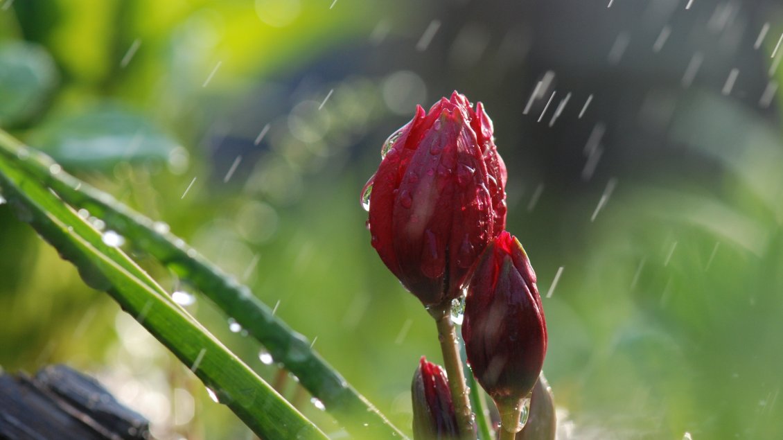 Download Wallpaper Red flowers buds in the rain - Tulips wallpaper