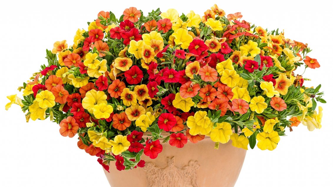Download Wallpaper A large pot with orange and yellow petunias