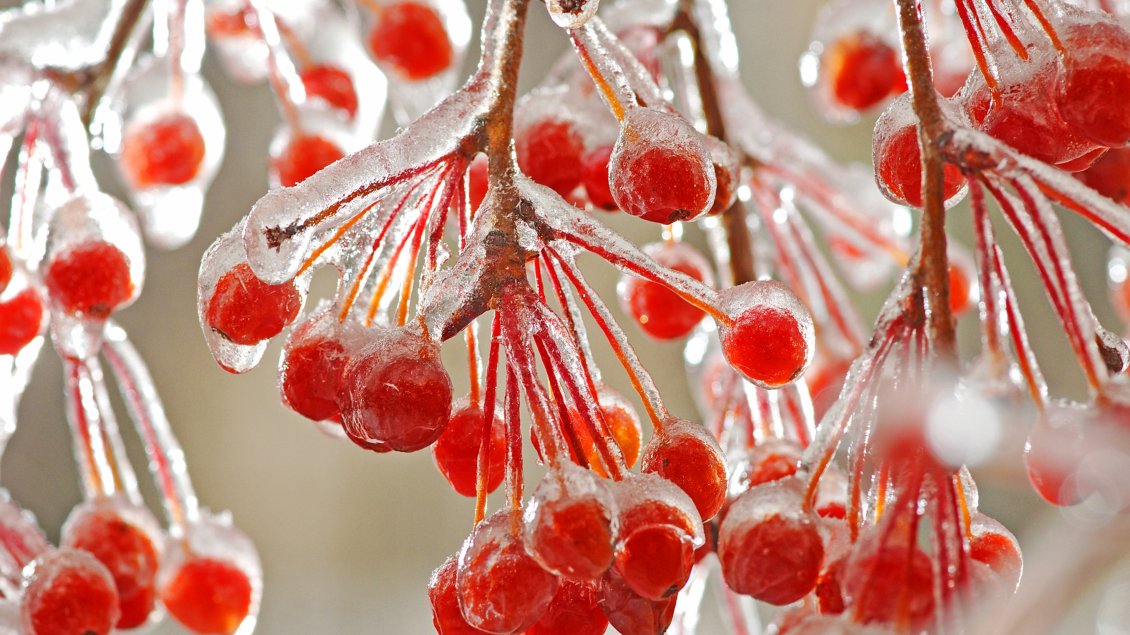 Download Wallpaper Frozen red fruits in the trees - HD wallpaper