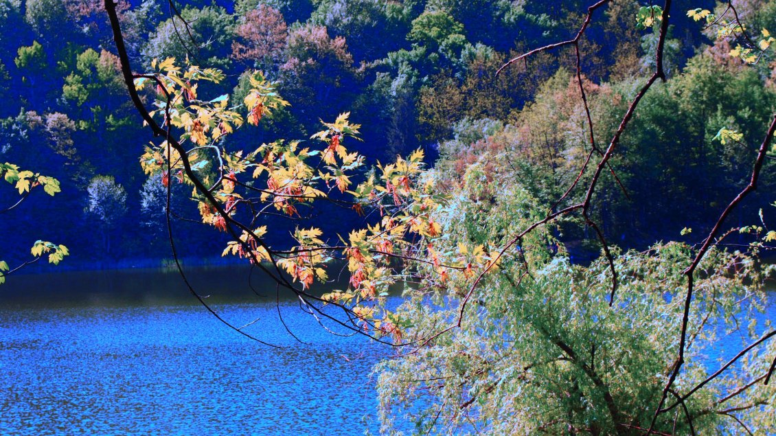 Download Wallpaper Branches with colorful leaves on the shore of river