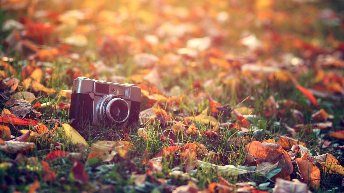 Download Wallpaper A camera photo between the dry leaves in the grass