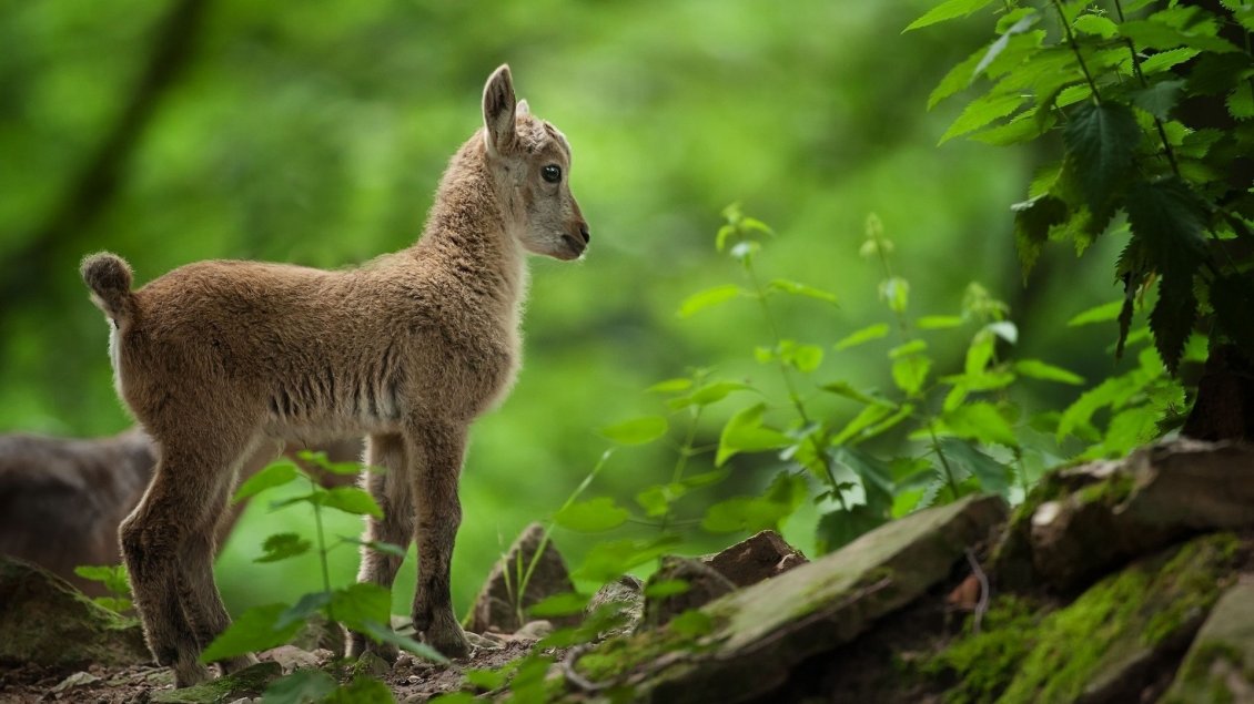 Download Wallpaper A cute baby goat in a green forest