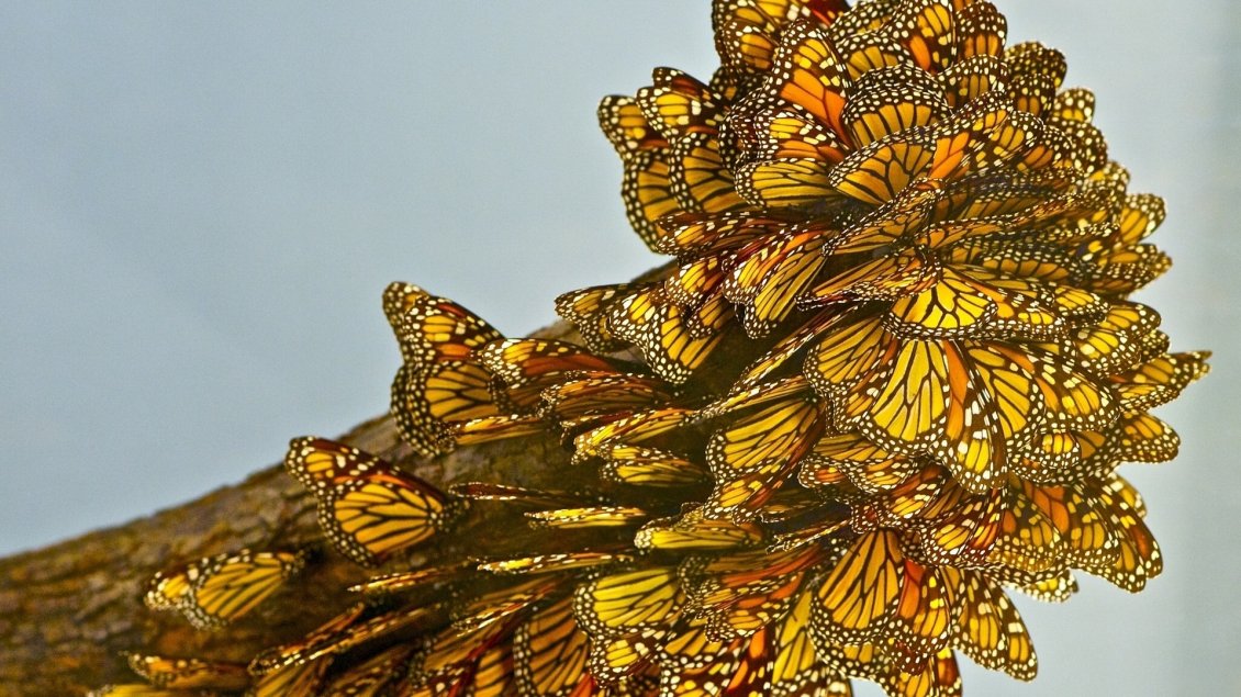 Download Wallpaper A lots of yellow butterflies with white points