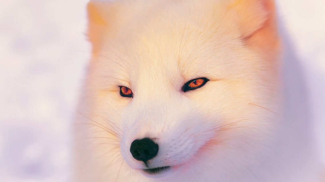 Download Wallpaper Arctic Fox Wallpaper - Beautiful white animal