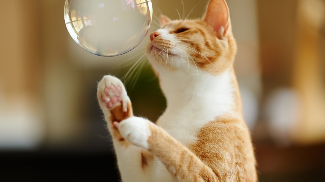 Download Wallpaper A sweet yellow cat playing with a white bubble
