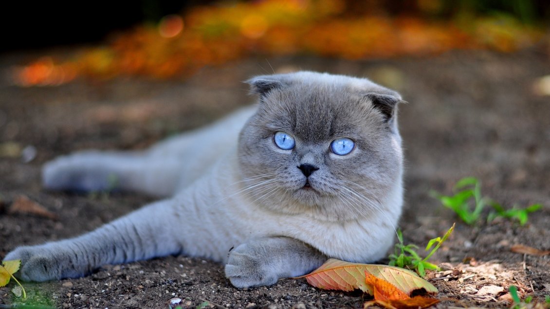 Download Wallpaper A beautiful white Scottish Fold cat with blue eyes