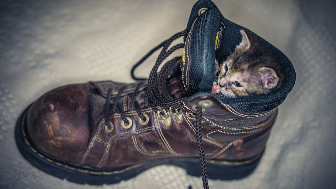 Download Wallpaper A cute gray kitten in a brown shoe