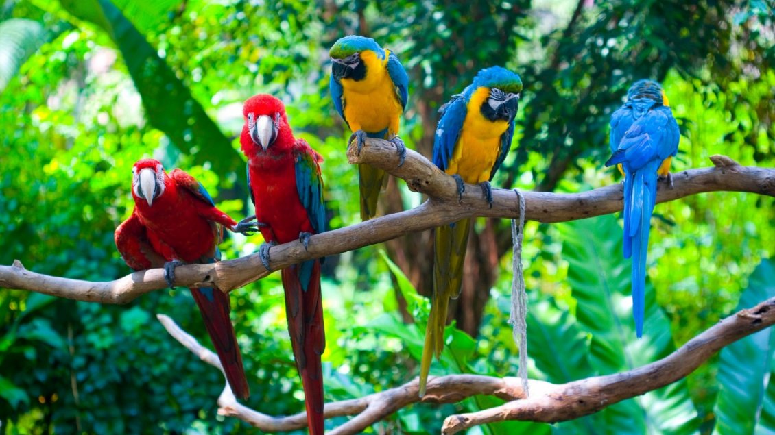 Download Wallpaper Many colorful parrots on a tree branch