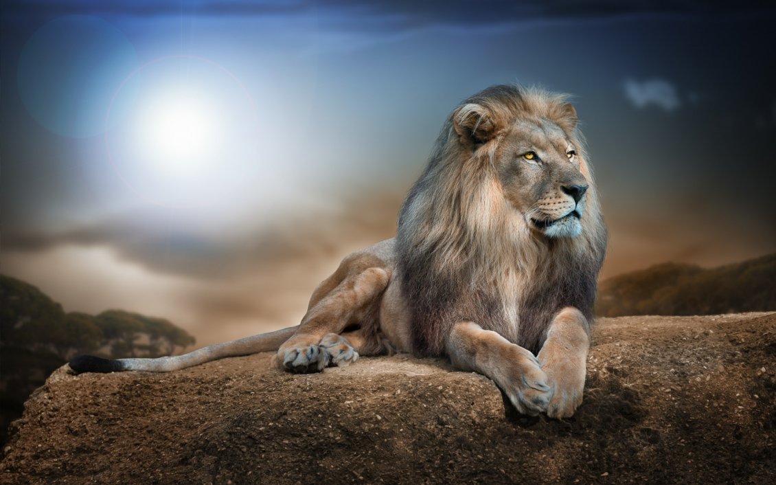 Download Wallpaper Gorgeous lion on a big rock in jungle