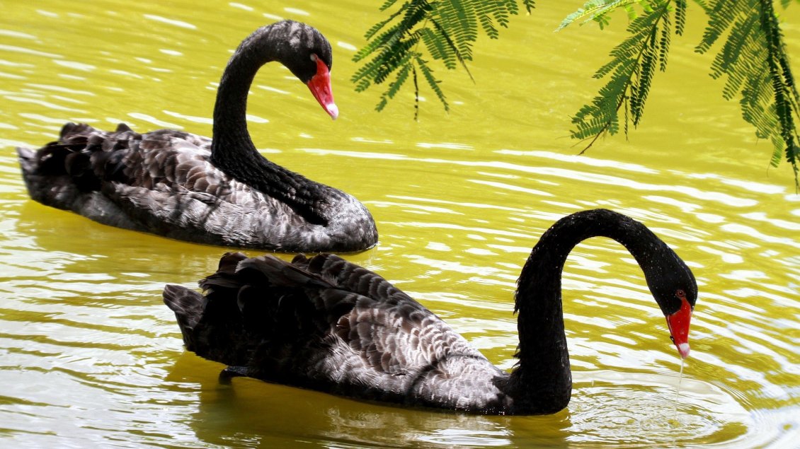 Download Wallpaper Two black swans on the lake water