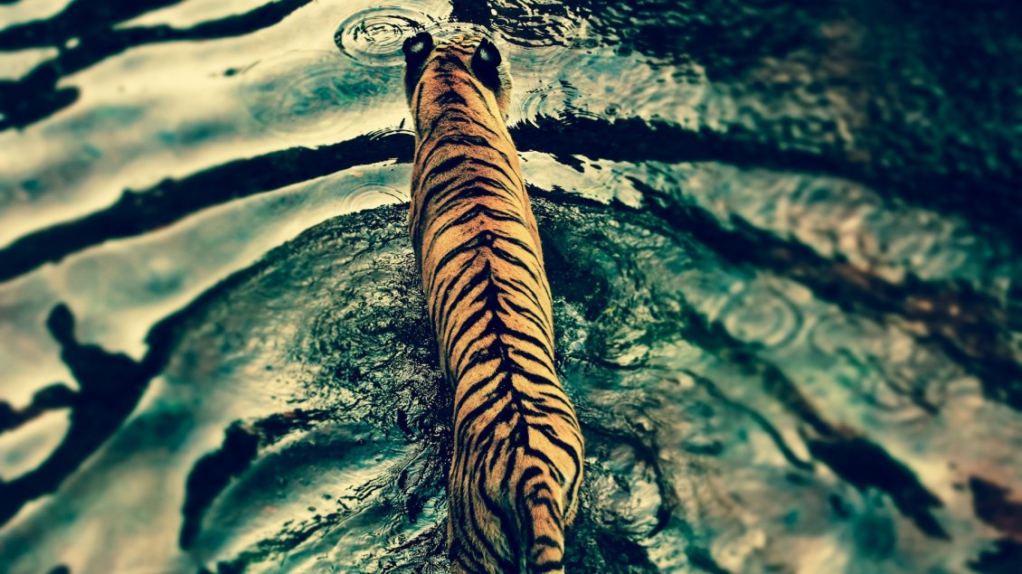 Download Wallpaper A beautiful tiger in water - Wild animal