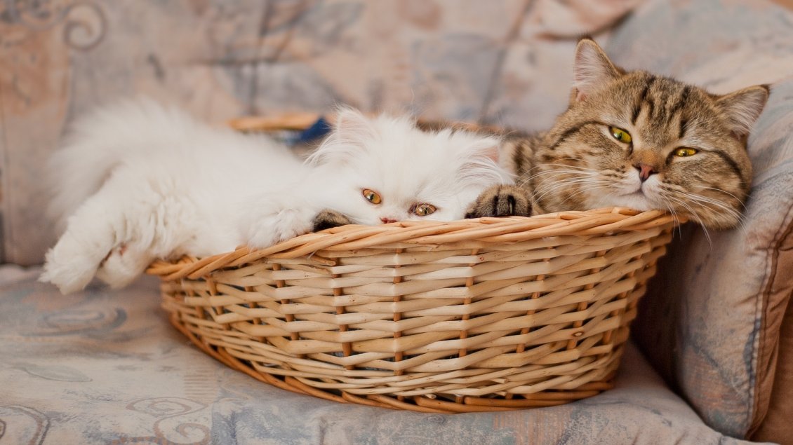 Download Wallpaper Cute little white and gray cats in a basket