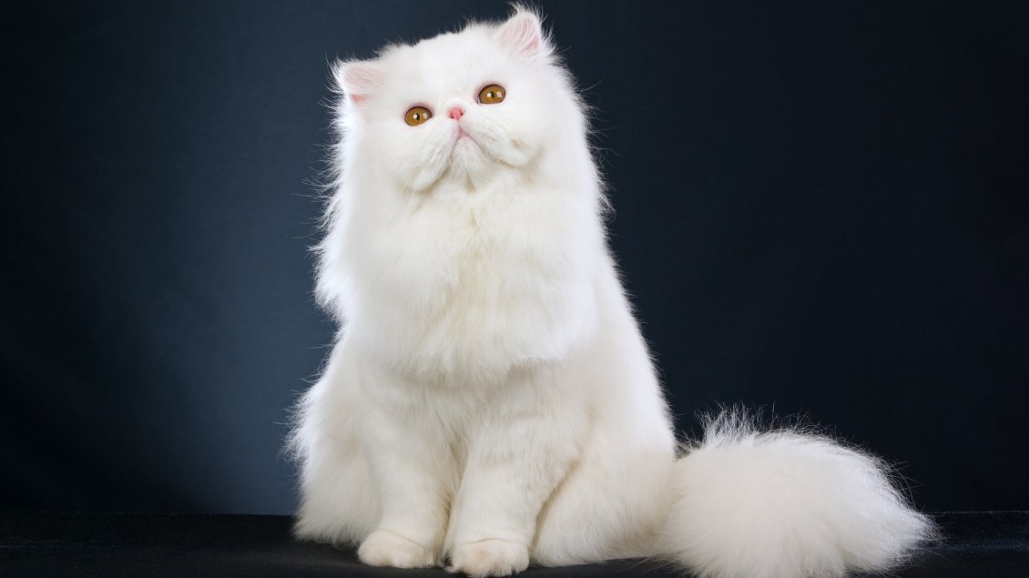 Download Wallpaper Sweet white cat - Fluffy animal wallpaper